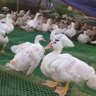 Lưới nhựa PE ( lót chuồng trại ( gà, vịt,..) lót sàn, rào chắn) bán nguyên cuộn khổ 1m x 30m, màu xanh