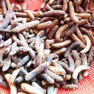 Chuối hột rừng dùng ngâm rượu số lượng nhiều không hạn chế giá nguồn