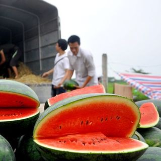 Dưa hấu đỏ Bình Định
