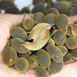 Trái xay nhung rừng
