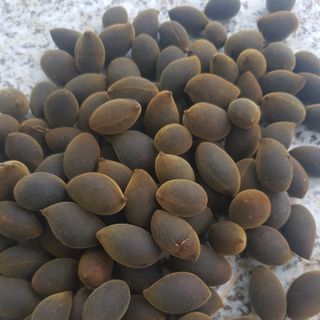 Trái xay nhung rừng