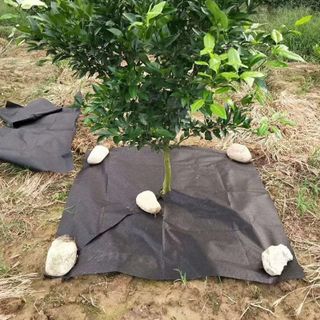 Bạt phủ chống mòn đất