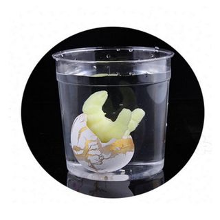 Trứng khủng long ngâm nước nở ra khủng long