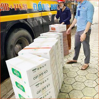 Trà Thìa Canh túi lọc- Trà Dược Liệu Pù Mát 30 túi 3g QC Bộ Y Tế