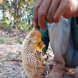 MẬT ONG KHOÁI - MẬT RỪNG NGUYÊN CHẤT