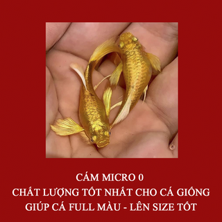 Cám Micro 0 thức ăn dành cho cá Guppy, betta giúp cá lên màu tốt, tăng size nhanh