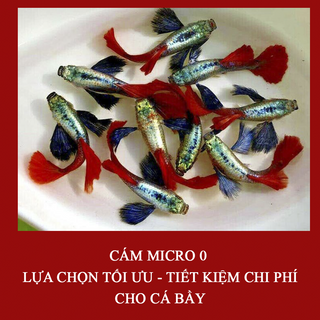 Cám Micro 0 thức ăn dành cho cá Guppy, betta giúp cá lên màu tốt, tăng size nhanh