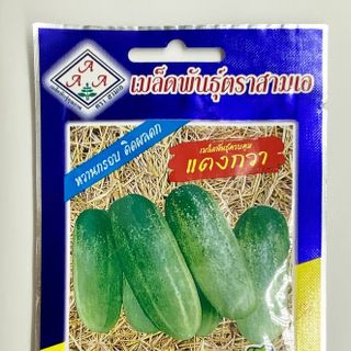 Hạt giống dưa chuột mèo Thái Lan HGNK011 giá sỉ