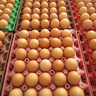 Tìm nhà phân phối trứng gà công nghiệp