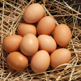 Tìm nhà phân phối trứng gà công nghiệp