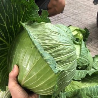 Bắp Cải Tại Vườn