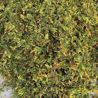 Hoa Đu Đủ Đực sấy khô (mã đẹp)