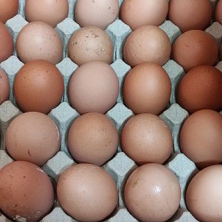 Trứng gà tươi size lớn (Giao Q10) giá sỉ