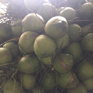 Dừa Bến Tre