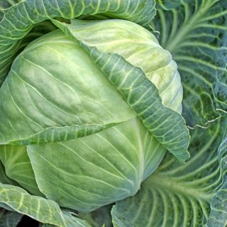 Bắp cải 10 kg ( chỉ Giao HCM )