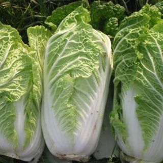 Bắp cải thảo Bịch 10kg ( chỉ giao HCM từ 20 bịch các loại )