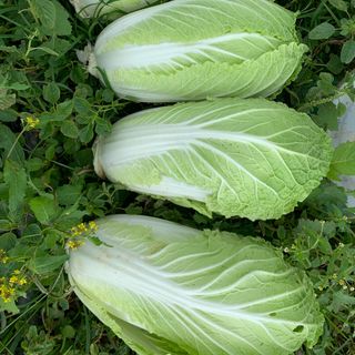 Bắp cải thảo Bịch 10kg ( chỉ giao HCM từ 20 bịch các loại )
