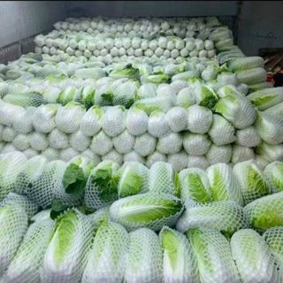 Bắp cải thảo Bịch 10kg ( chỉ giao HCM từ 20 bịch các loại )