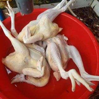 Tìm sỉ Gà ta khu vực tp HCM