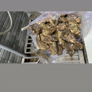 Hàu tươi sống, Hàu võ, Hàu ruột,..