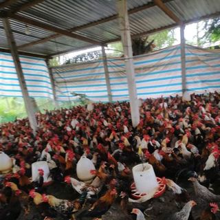 Gà tre thả vườn dai, làm sẵn