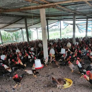 Gà tre thả vườn dai, làm sẵn