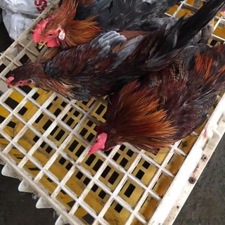 Gà tre thả vườn dai, làm sẵn