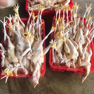 GÀ TAM HOÀNG ( GÀ TA LAI)
