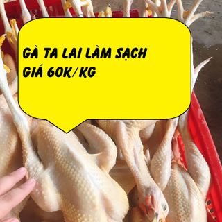 GÀ TAM HOÀNG ( GÀ TA LAI)