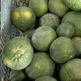 Cam sành giá sỉ