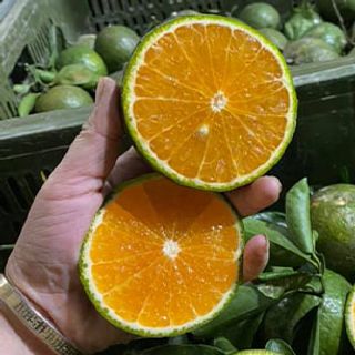 Cam sành giá sỉ