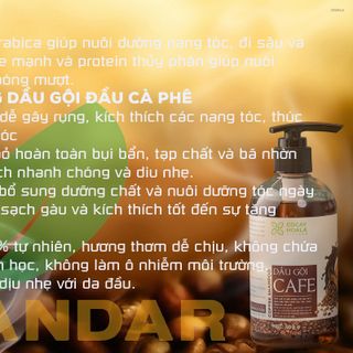 Dầu gội cà phê, sạch gàu, kích thích mọc tóc, an toàn và lành tính với da đầu, giảm tình trạng bết tóc, 300g, Cỏ cây hoa lá, PANDAR