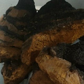 Nấm Chaga nguyên tảng loại 1 của Nga- giá sỉ toàn quốc