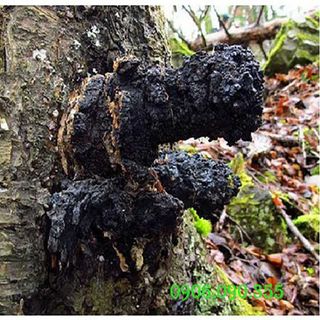 Nấm Chaga nguyên tảng loại 1 của Nga- giá sỉ toàn quốc