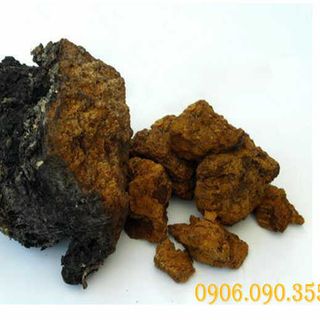 Nấm Chaga nguyên tảng loại 1 của Nga- giá sỉ toàn quốc