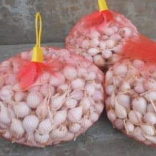 Tỏi lý sơn