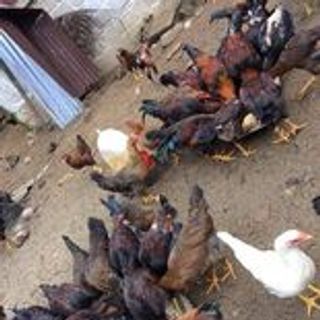 gà ta thả vườn