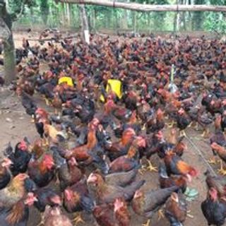 gà ta thả vườn