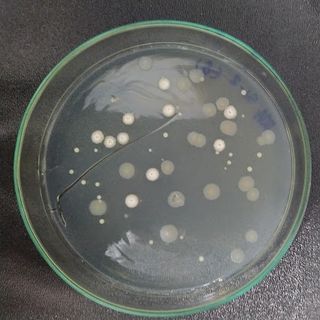 Nguyên liệu vi sinh hỗn hợp Bacillus spp. (B. subtilis, B. licheniformis, B. pumilus, B. amyloliquefaciens, B. coagualans,...)