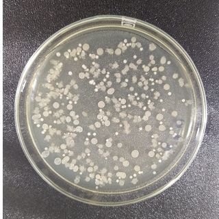 Nguyên liệu vi sinh hỗn hợp Bacillus spp. (B. subtilis, B. licheniformis, B. pumilus, B. amyloliquefaciens, B. coagualans,...) giá sỉ