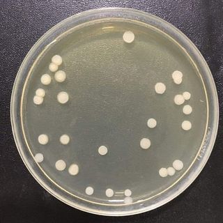 Bacillus amyloliquefaciens - Nguyên liệu vi sinh đơn dòng