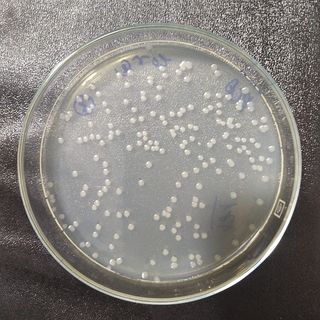 Bacillus coagulans - Nguyên liệu vi sinh đơn dòng giá sỉ