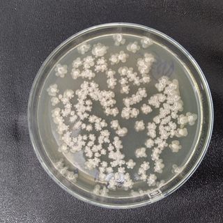Bacillus licheniformis - Nguyên liệu vi sinh đơn dòng giá sỉ
