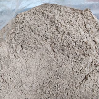 Bacillus licheniformis - Nguyên liệu vi sinh đơn dòng