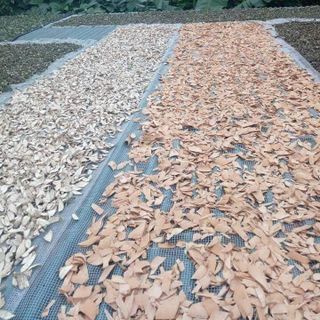Thảo mộc trị sâu răng, hôi miệng... .