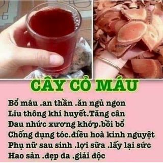 Cỏ máu tăng Hồng cầu giúp tăng cân ăn ngon , ngủ ngon