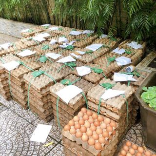 Trứng gà công nghiệp