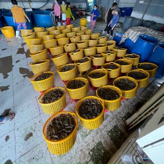 TÔM KHÔ BẠC LIÊU -