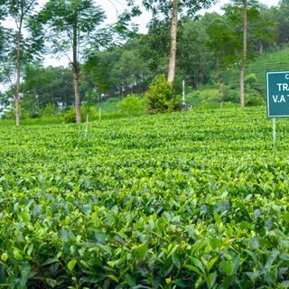 Trà Nõn Tôm, Trà Đặc Biệt Thái Nguyên