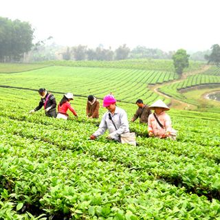 Chè khô đặc sản Tuyên Quang gói 500g